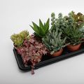 Suculentas MIX