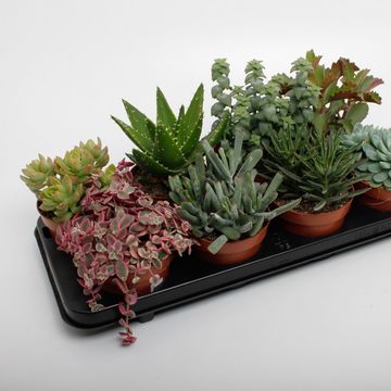 Suculentas MIX
