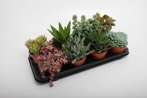 Succulente MIX