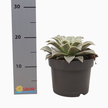 Echeveria 'Maradiba'