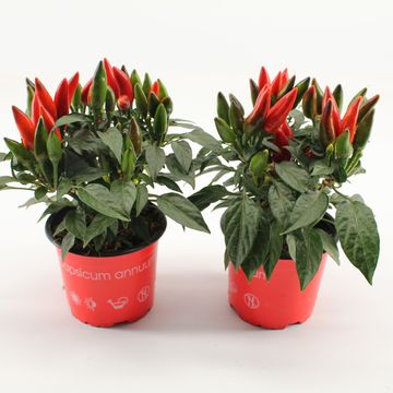 Capsicum annuum 'Salsa Red'