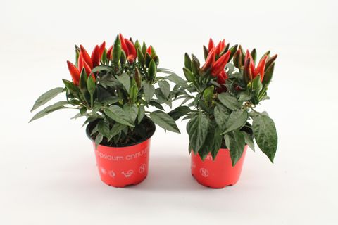 Capsicum annuum 'Salsa Red'