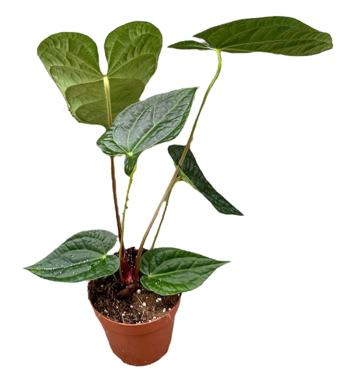 Anthurium magnificum x luxurians — Plant Wholesale FlorAccess