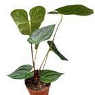 Anthurium magnificum x luxurians