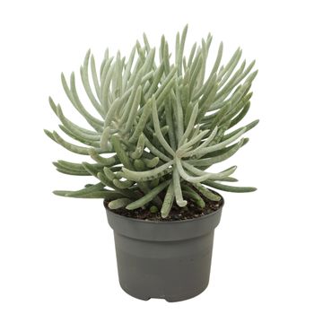 Senecio scaposus
