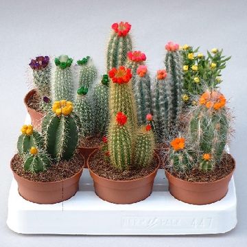 Cactus MIX