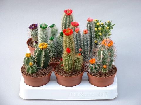 Cactus MIX