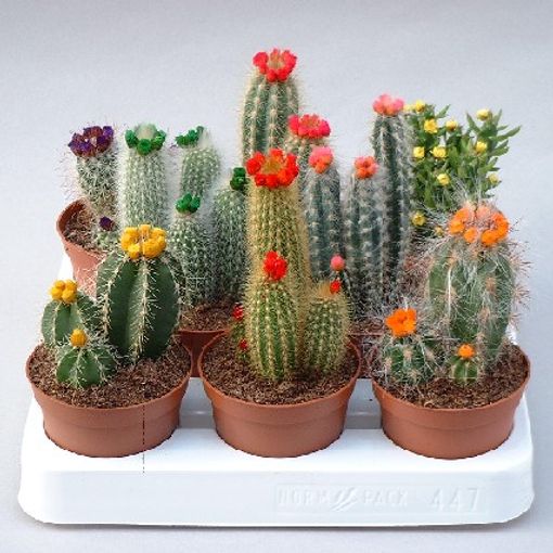 Cactus MIX