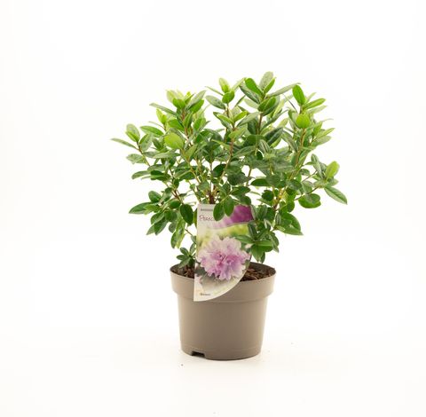 Rhododendron 'Прекокс'