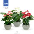 Anthurium MIX