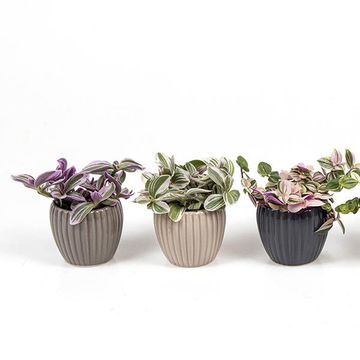 Plantes d'interieur MIX