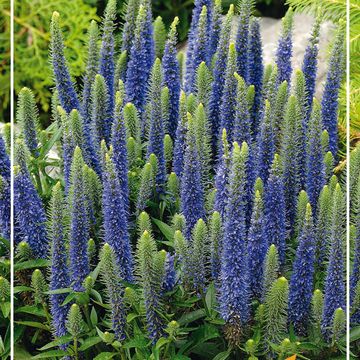 Veronica spicata 'Ulster Dwarf Blue'