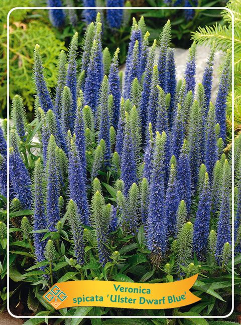 Veronica spicata 'Ulster Dwarf Blue'