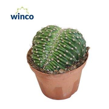 Echinopsis eyriesii cristata