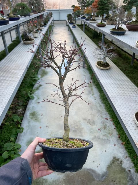 Acer palmatum 'Deshôjô'