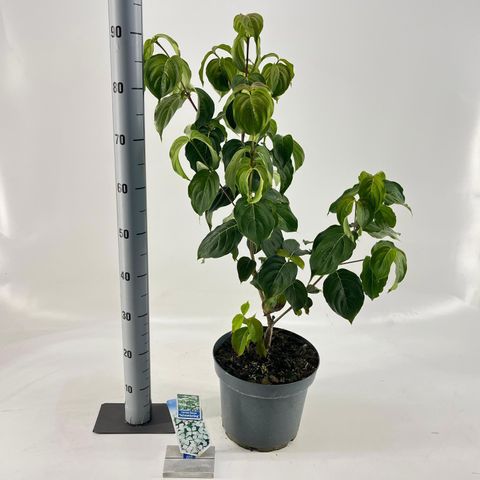 Cornus kousa 'Schmetterling'