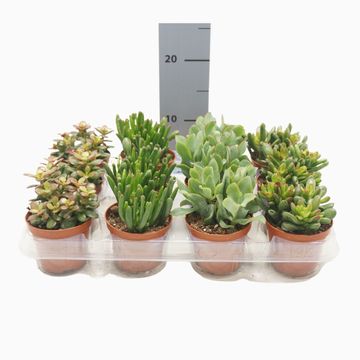 Crassula MIX