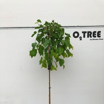 Morus alba 'Pendula'