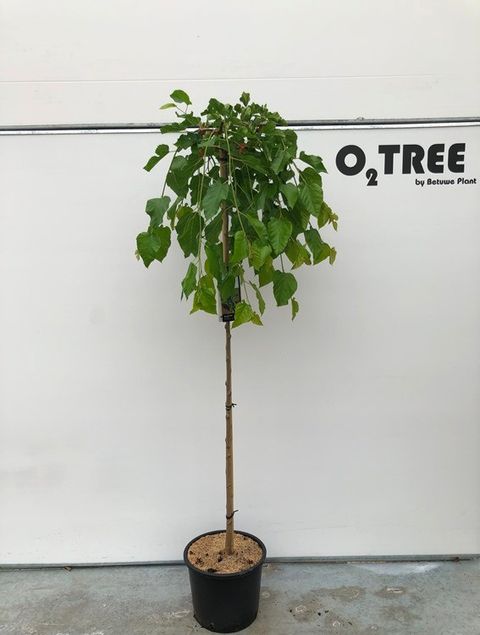 Morus alba 'Pendula'
