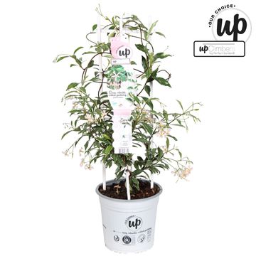 Trachelospermum asiaticum STAR OF MILANO