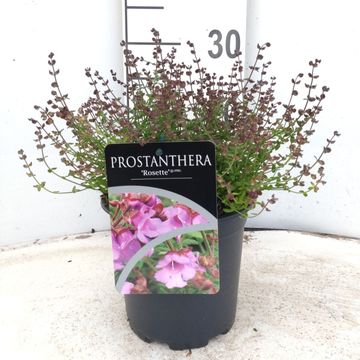 Prostanthera rotundifolia 'Rosette'