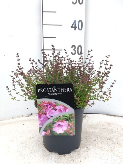 Prostanthera rotundifolia 'Rosette'