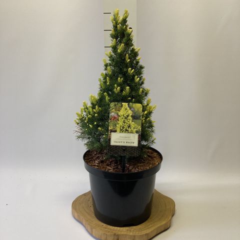Picea glauca 'Daisy's White'
