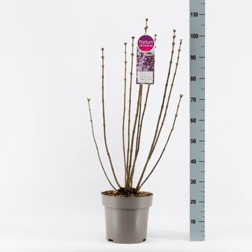Syringa vulgaris 'Mme Antoine Buchner'