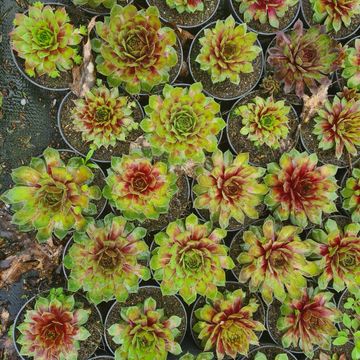 Sempervivum TOETIE FROETIES MIX