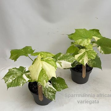 Sparrmannia africana 'Variegata'