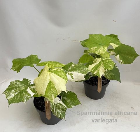 Sparrmannia africana 'Variegata'