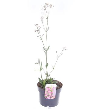 Lychnis flos-cuculi 'Alba'