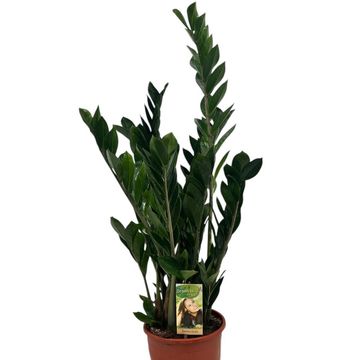 Zamioculcas zamiifolia