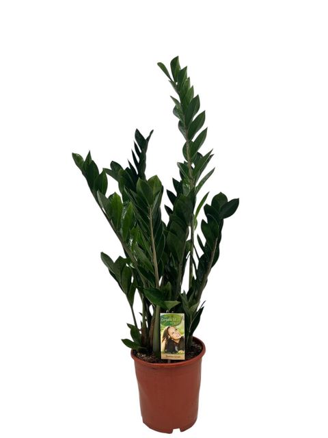 Zamioculcas zamiifolia