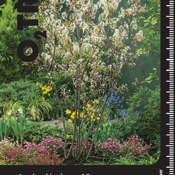 Amelanchier lamarckii