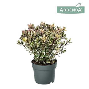 Hebe 'Tricolor'