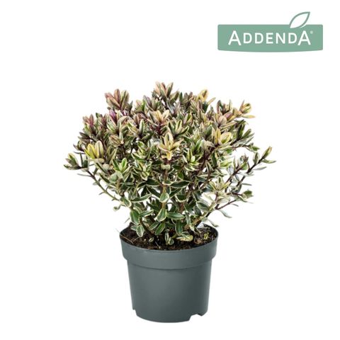 Hebe 'Tricolor'