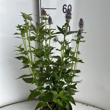 Agastache 'Blue Fortune'