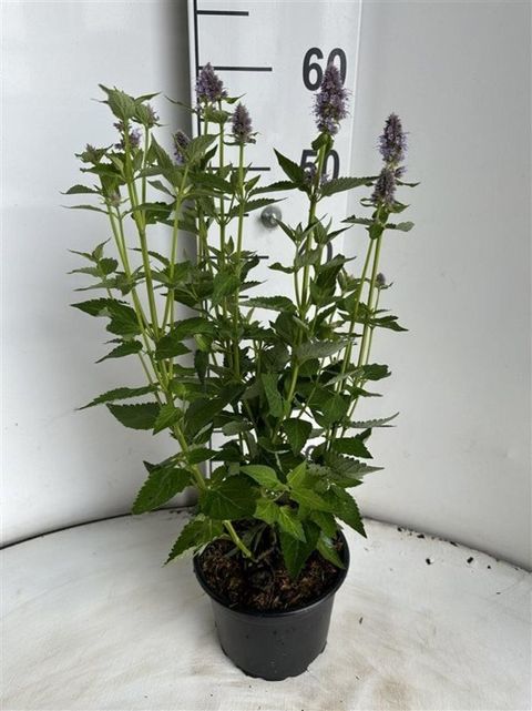 Agastache 'Blue Fortune'