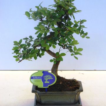 Zelkova serrata