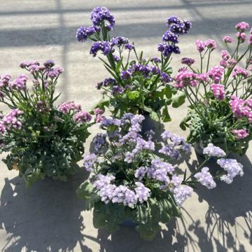 Limonium vulgare MIX