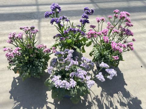 Limonium vulgare MIX
