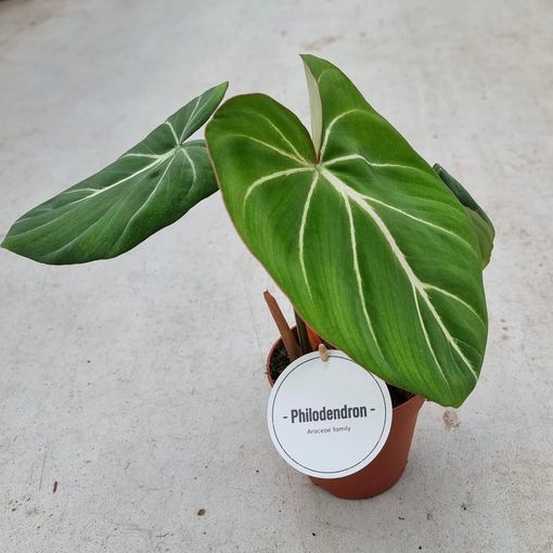 Philodendron gloriosum DARK FORM