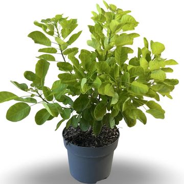 Cotinus coggygria GOLDEN LADY