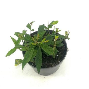 Veronicastrum virginicum 'Lavendelturm'