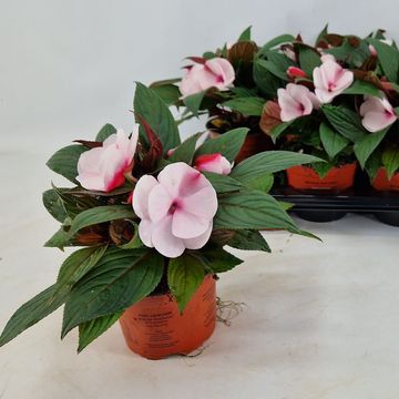 Impatiens COLORPOWER WHITE PINK EYE
