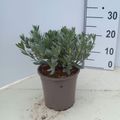 Convolvulus cneorum