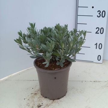 Convolvulus cneorum