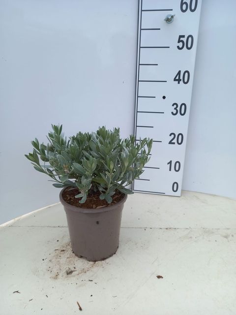 Convolvulus cneorum