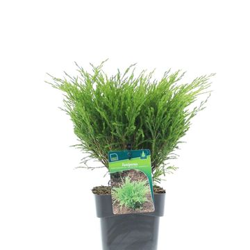 Juniperus horizontalis 'Andorra Compact'